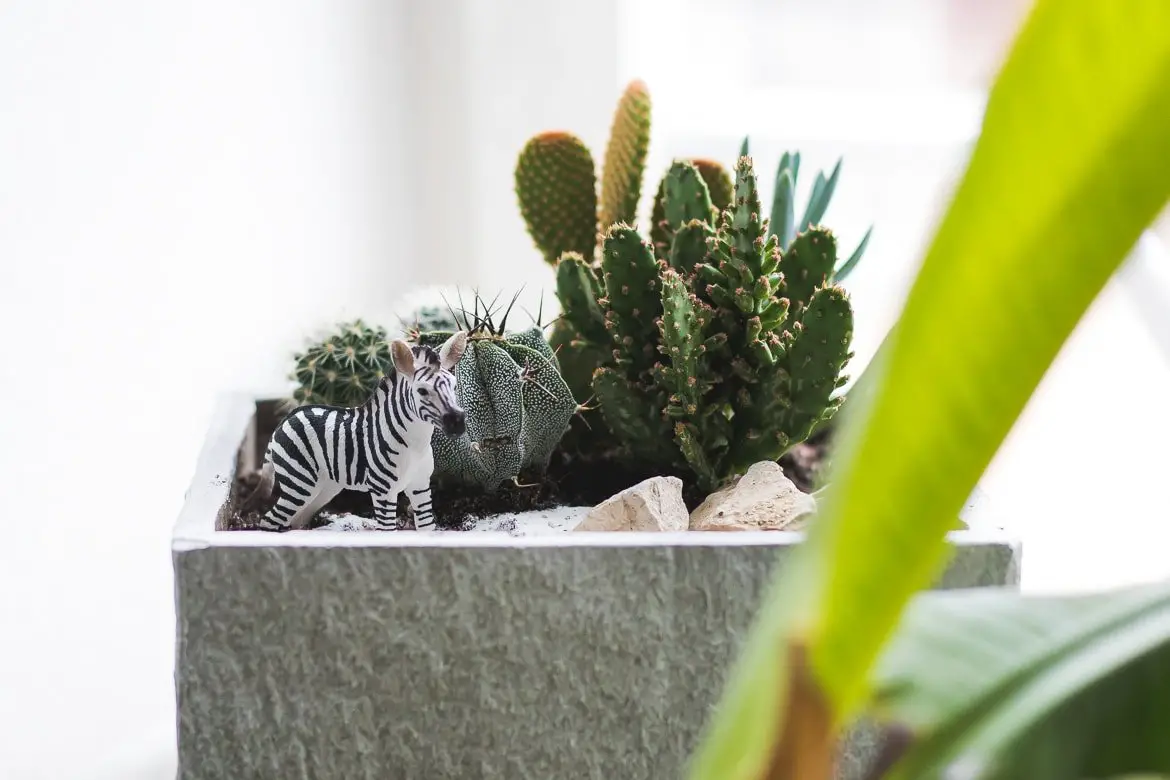 Deko mit Pflanzen - Sukkulenten Mini Garten mit wildem Tier