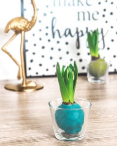 hyazinthe und amaryllis in wachs (1 von 1)-8